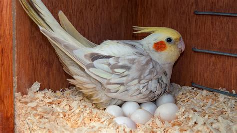 cockatiel eggs how long to hatch|cockatiel laid egg without mate.